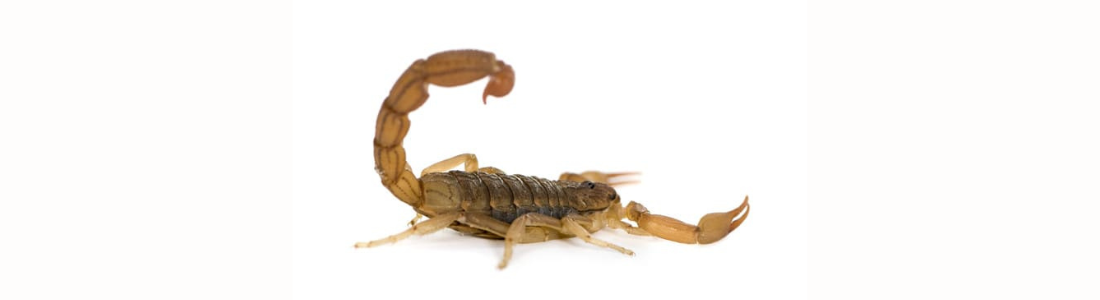 Infestação de Escorpião em São Paulo  24 HORAS